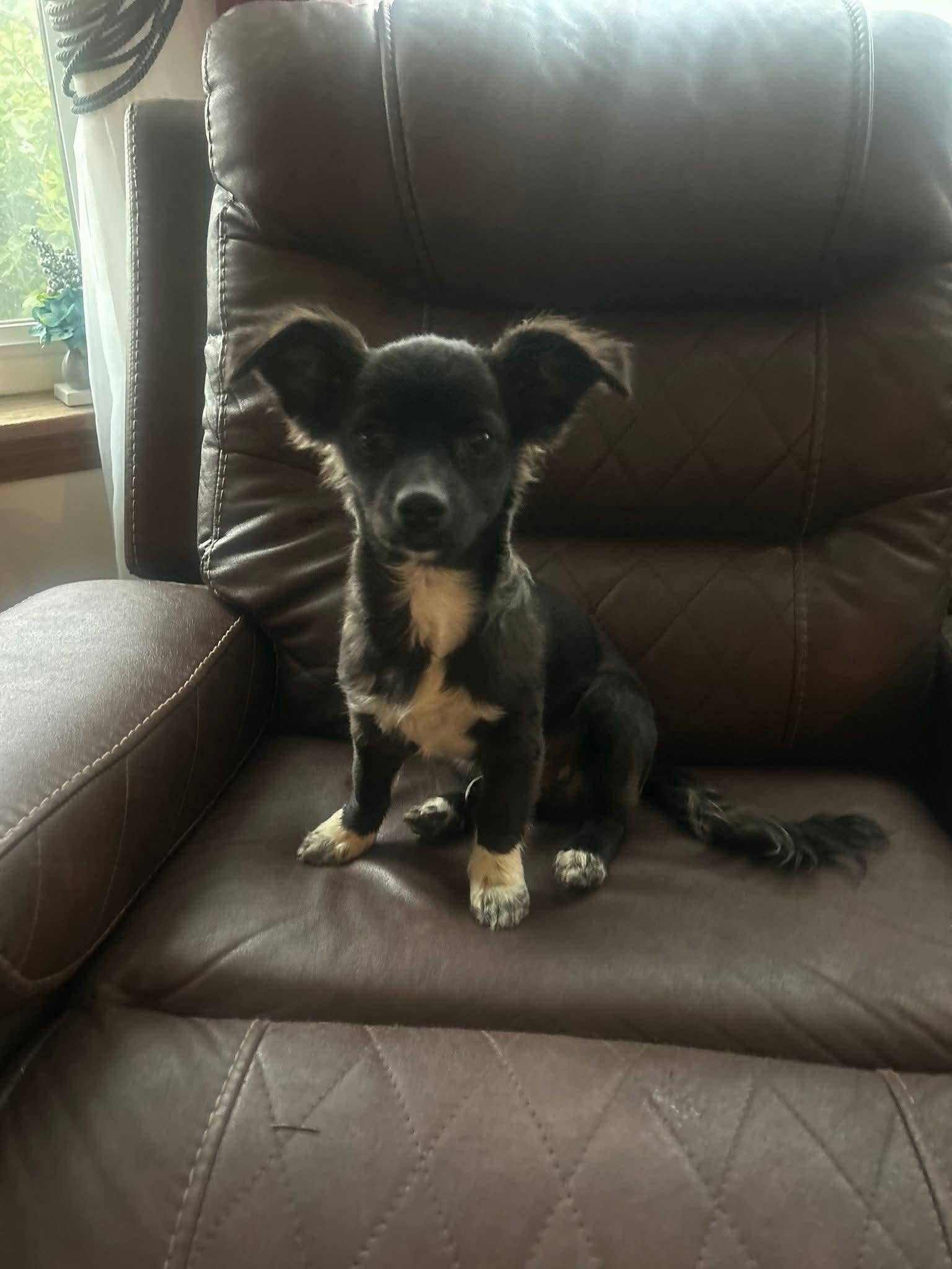 Boone, adopted, Puppy Male Chiweenie.