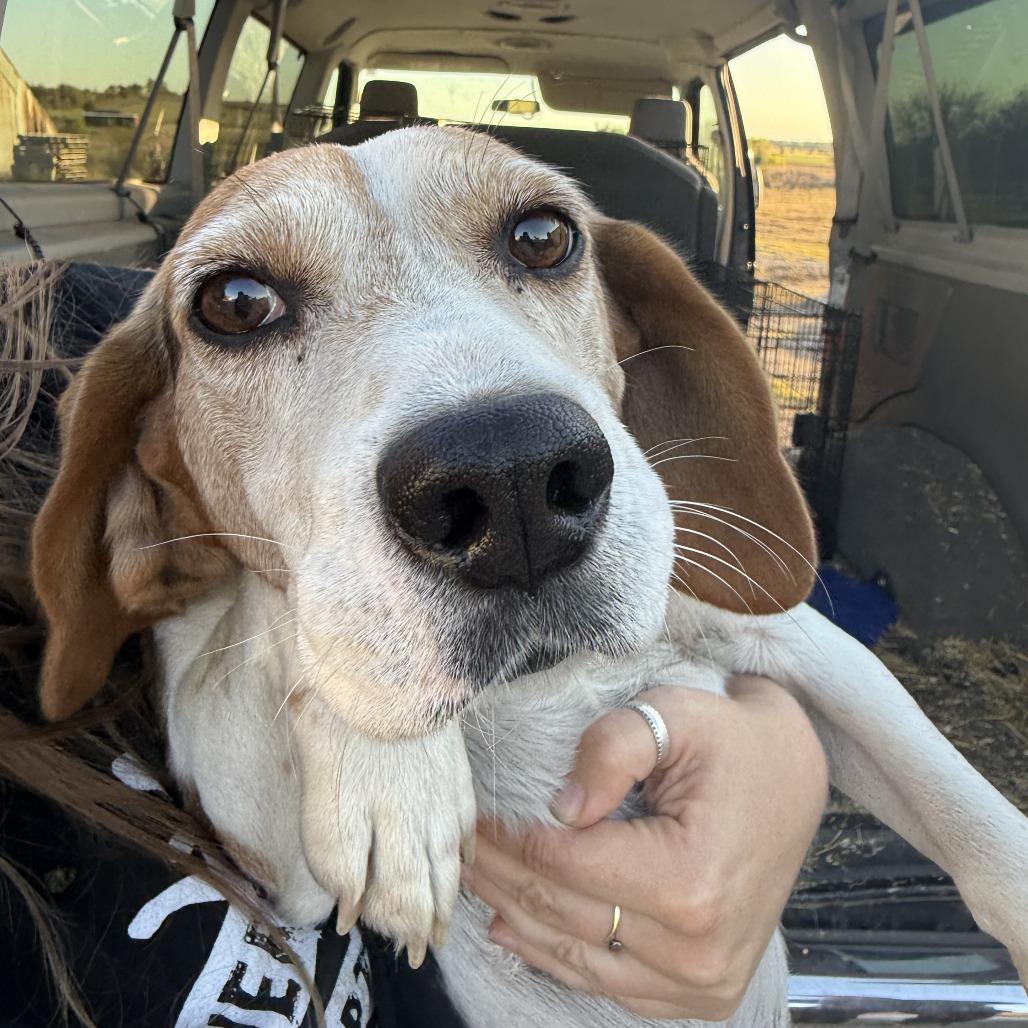 Enlarge Shep, a Adoptable Beagle in Nowata, OK image 2/3