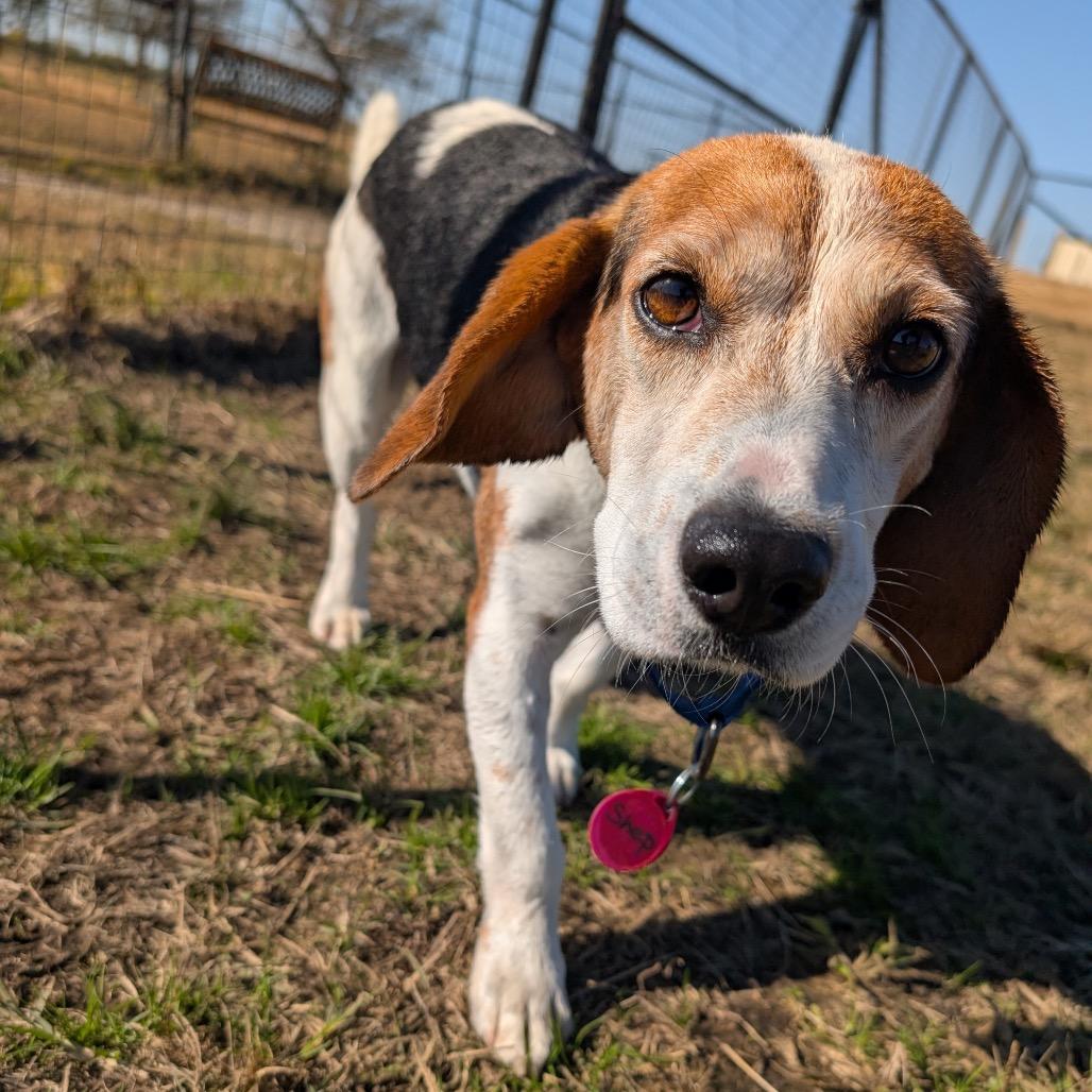 Enlarge Shep, a Adoptable Beagle in Nowata, OK image 3/3