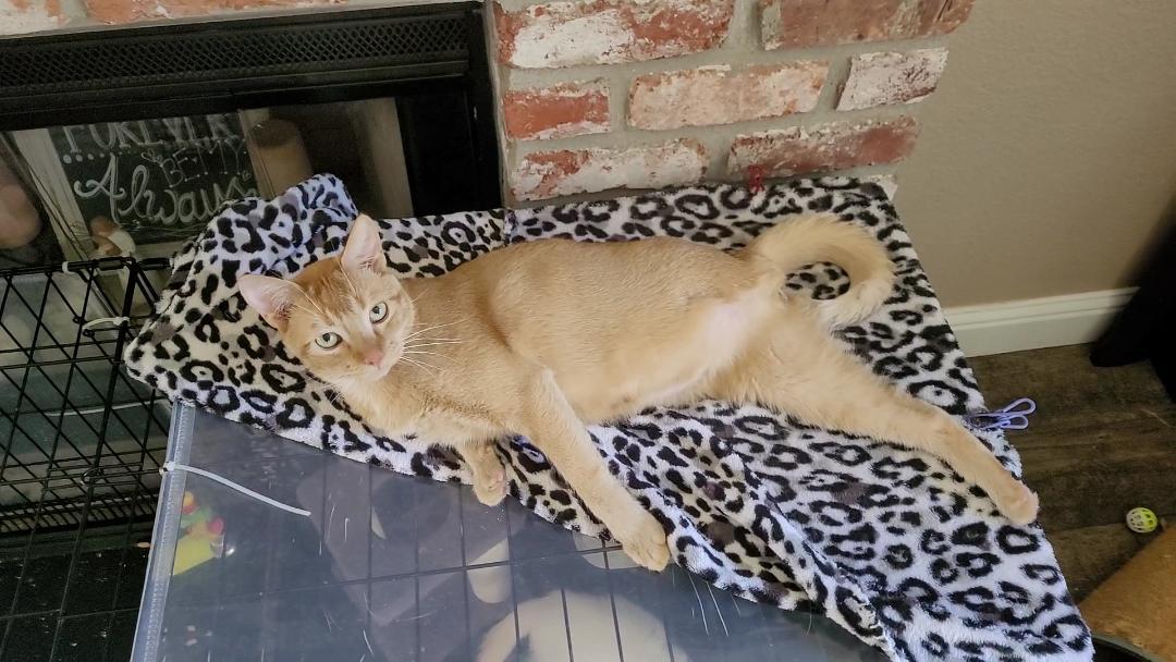 Enlarge CHEDDAR "Tripper", a Adoptable mixed breed in Escalon, CA image 6/6