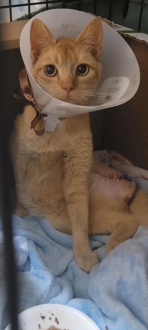 Enlarge CHEDDAR "Tripper", a Adoptable mixed breed in Escalon, CA image 2/6