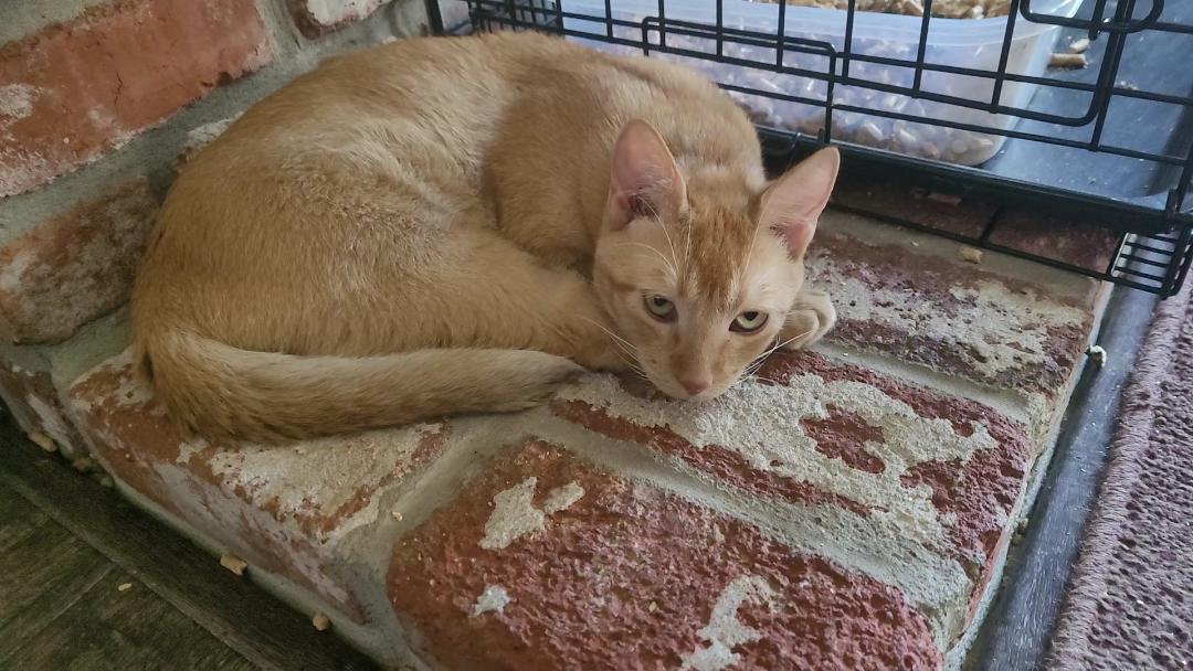 Enlarge CHEDDAR "Tripper", a Adoptable mixed breed in Escalon, CA image 3/6