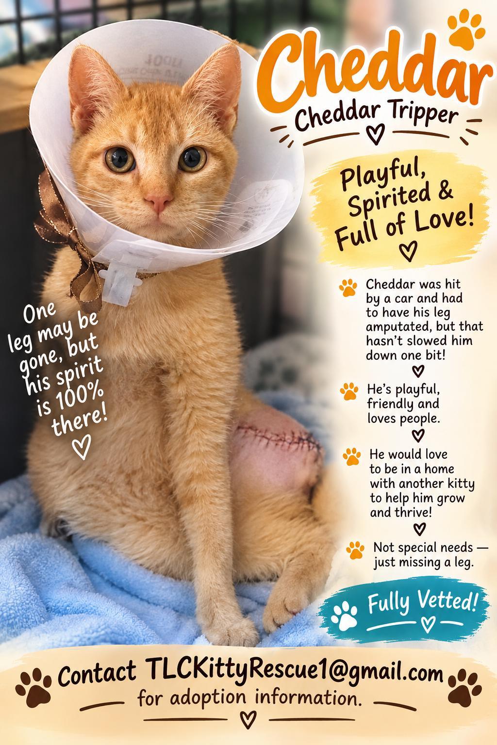 Enlarge CHEDDAR "Tripper", a Adoptable mixed breed in Escalon, CA image 1/6