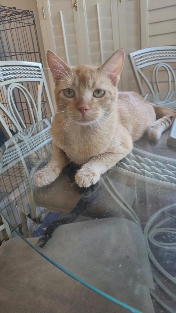 Enlarge CHEDDAR "Tripper", a Adoptable mixed breed in Escalon, CA image 4/6
