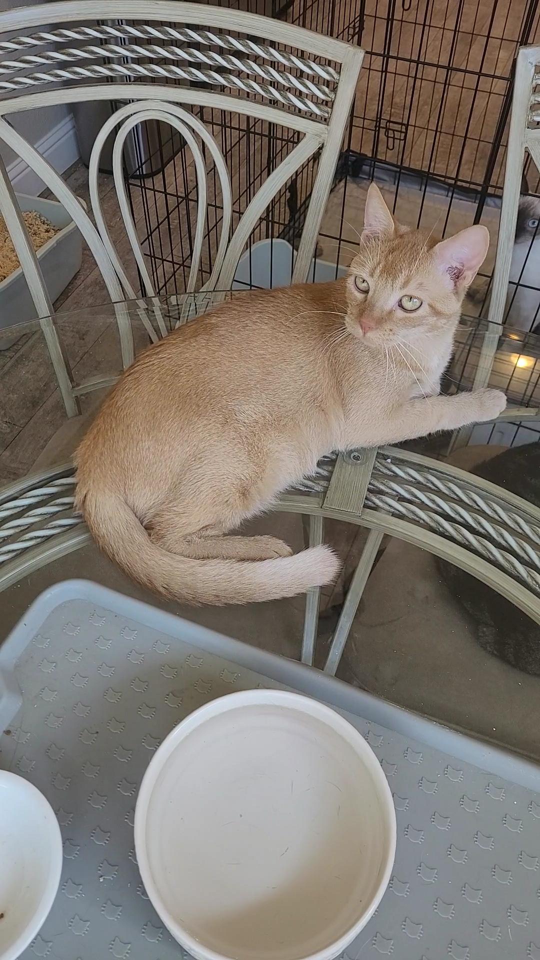 Enlarge CHEDDAR "Tripper", a Adoptable mixed breed in Escalon, CA image 5/6