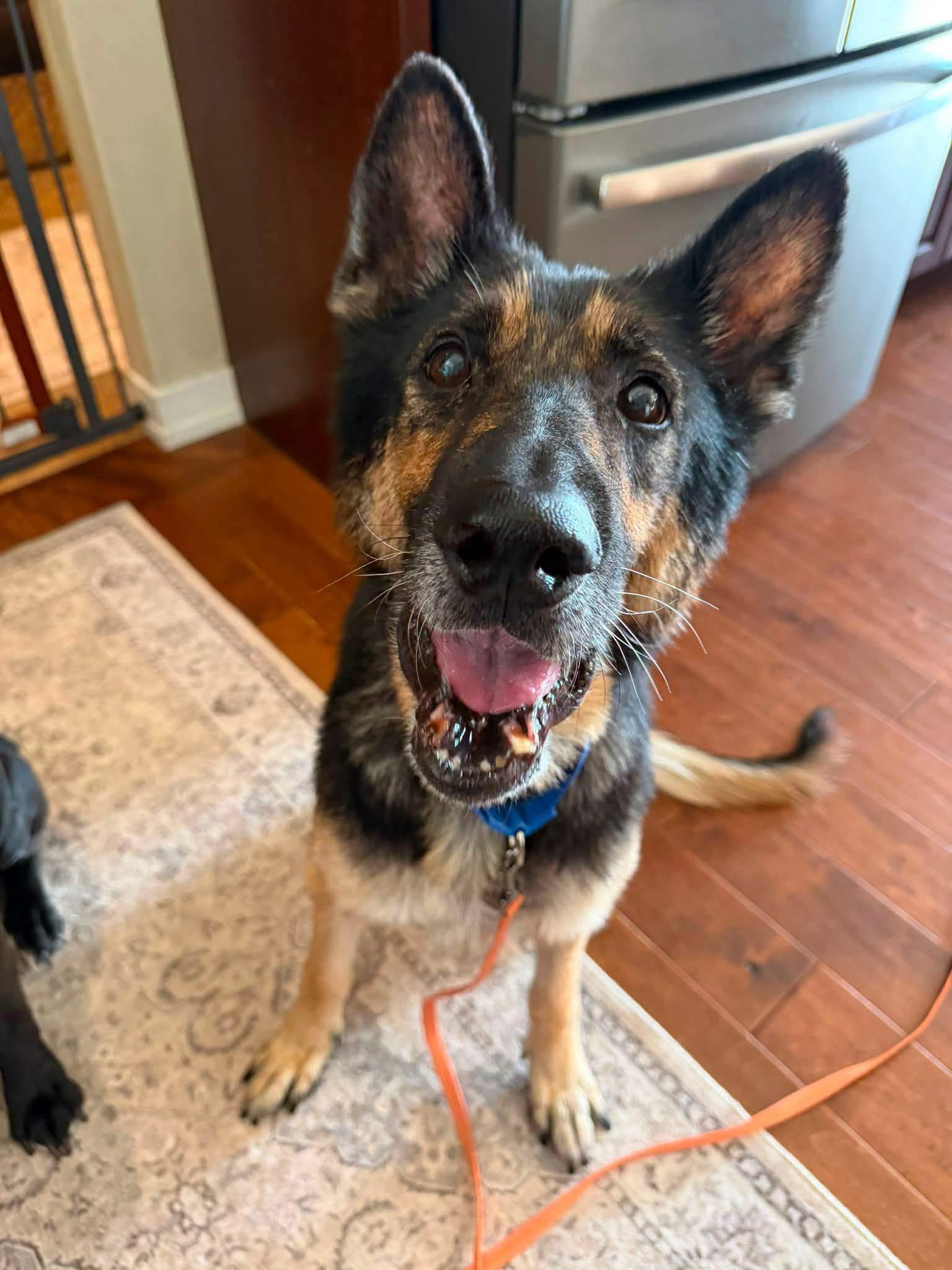 Enlarge Zeus, a Adoptable German Shepherd Dog in New London, WI image 1/3