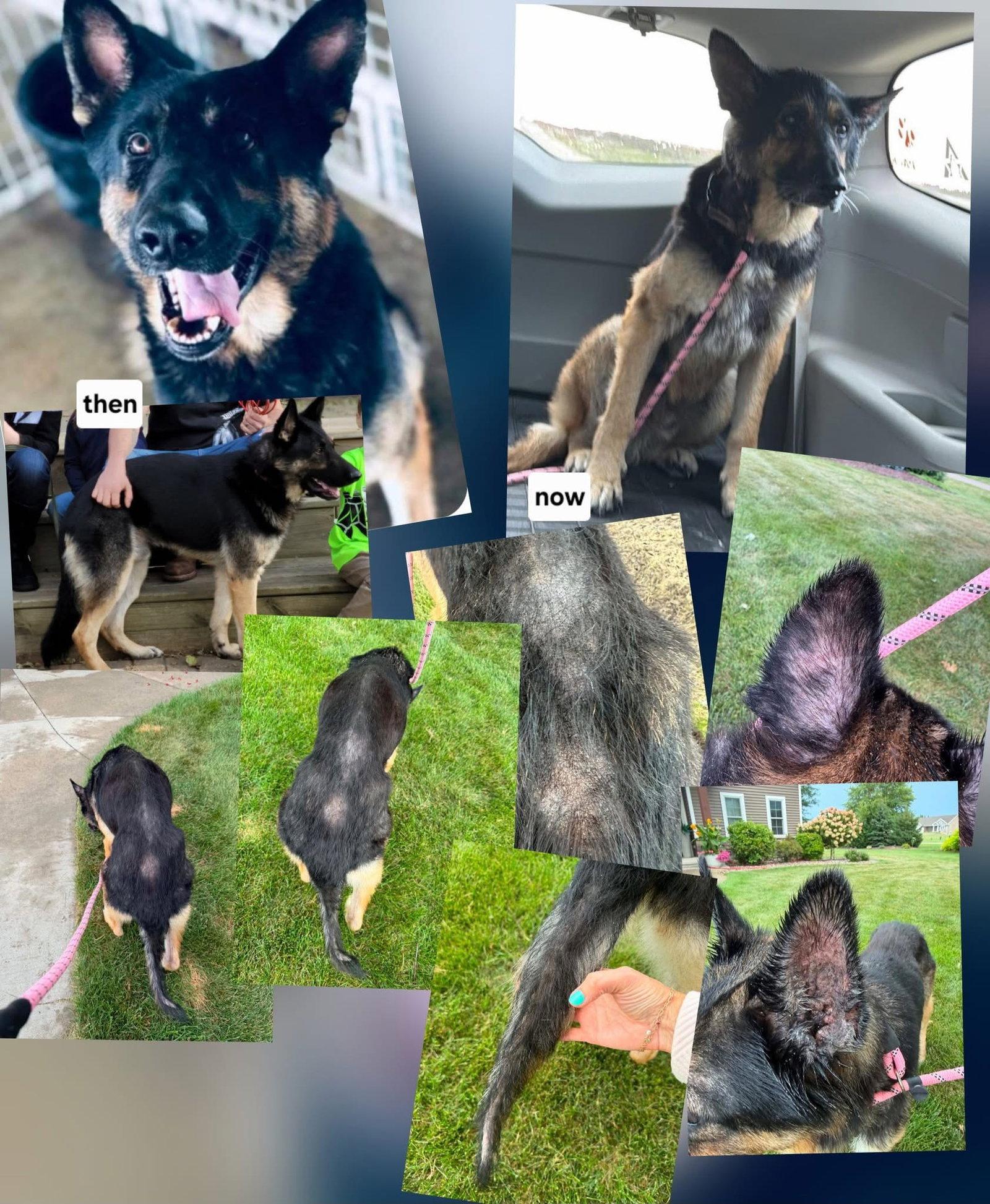 Enlarge Zeus, a Adoptable German Shepherd Dog in New London, WI image 2/3