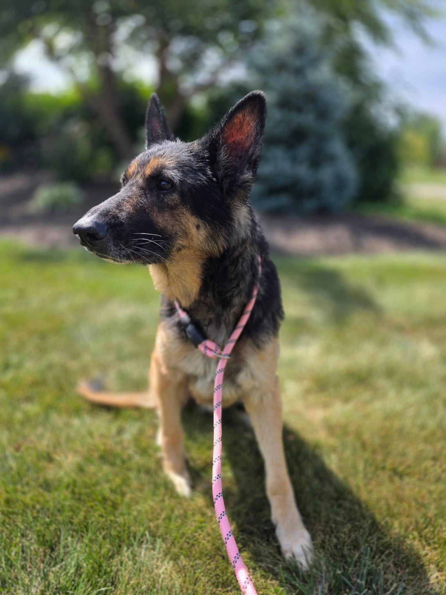 Enlarge Zeus, a Adoptable German Shepherd Dog in New London, WI image 3/3