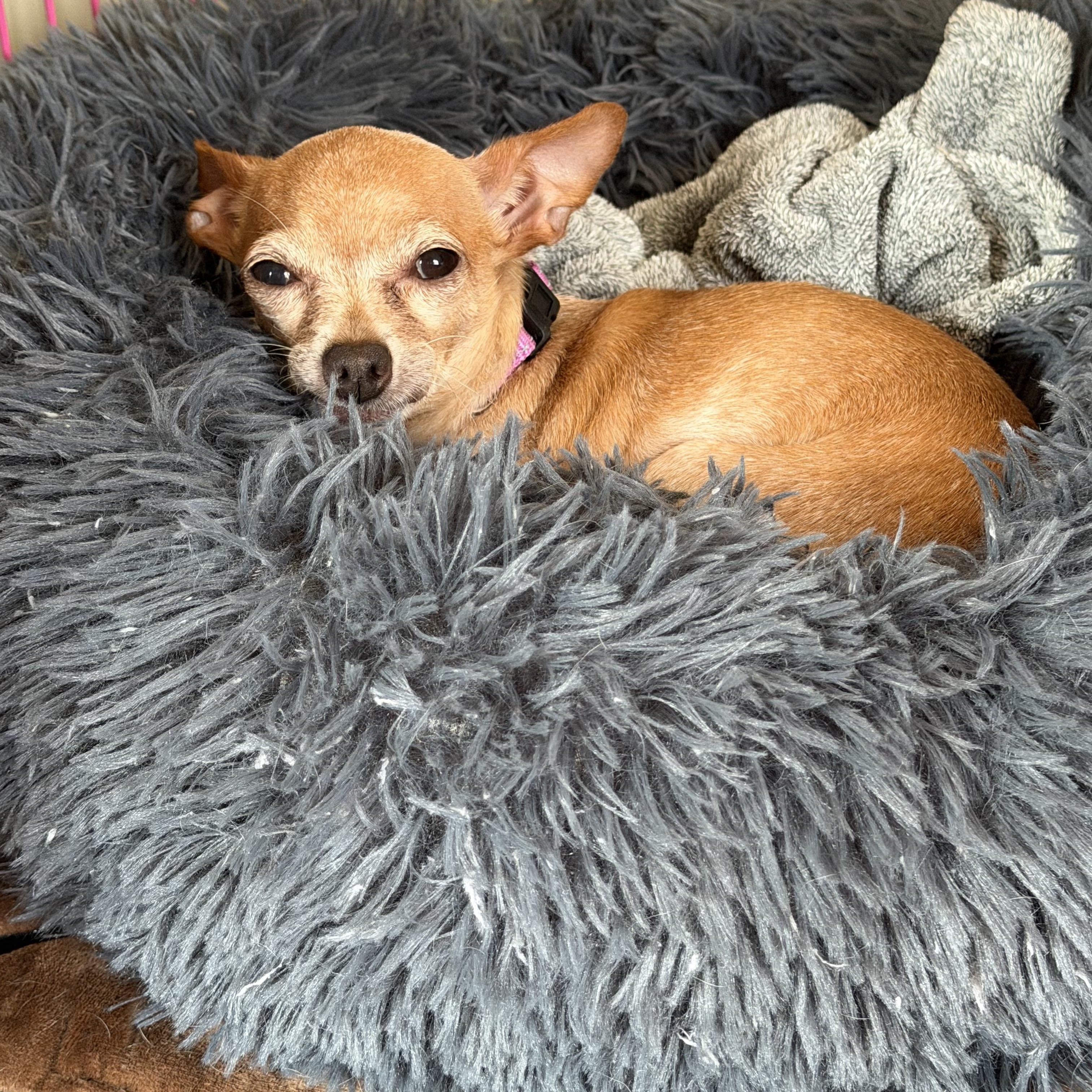 Enlarge Nugget, a Adopted Chihuahua in East Lansing, MI image 2/6