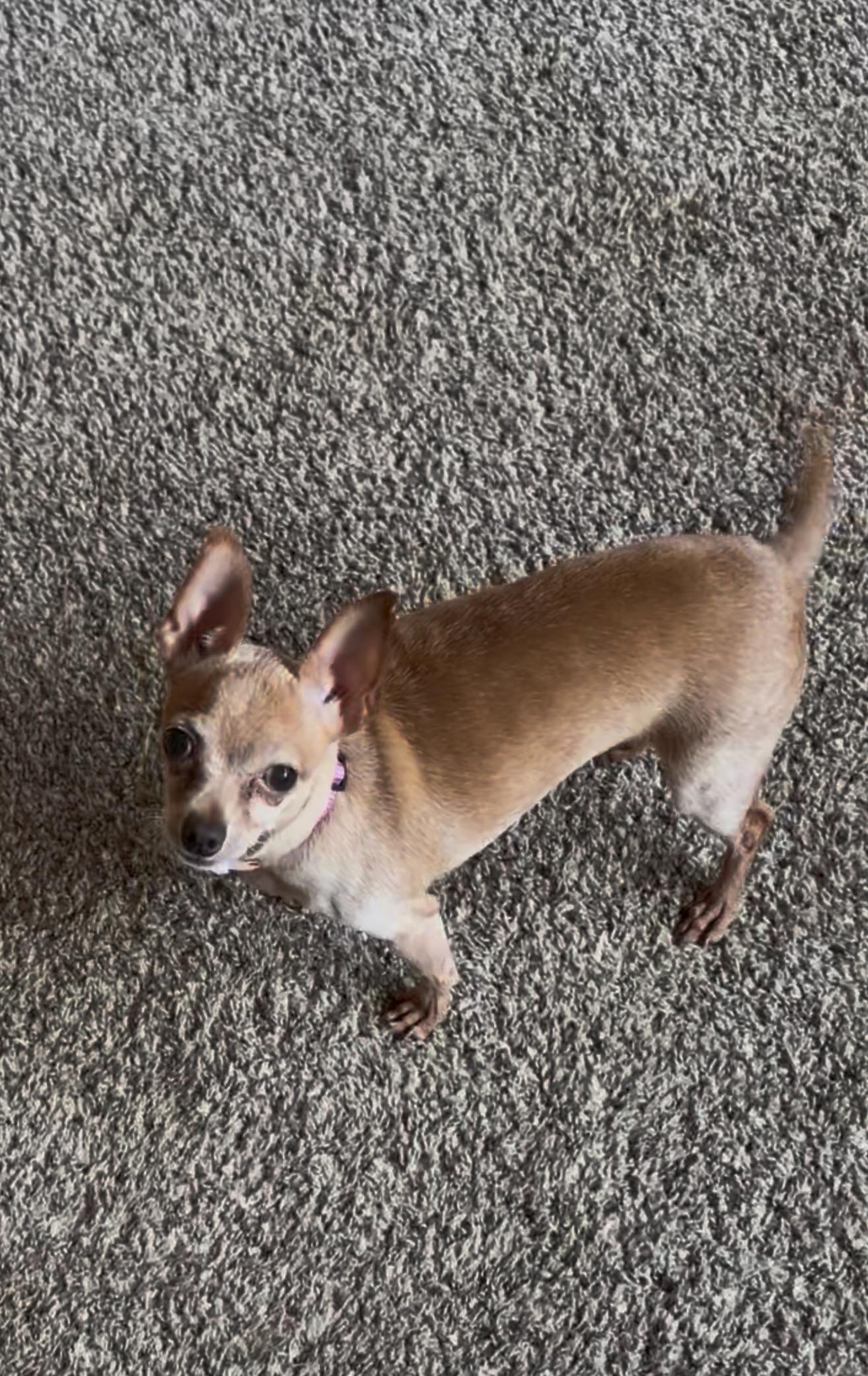 Enlarge Nugget, a Adopted Chihuahua in East Lansing, MI image 5/6