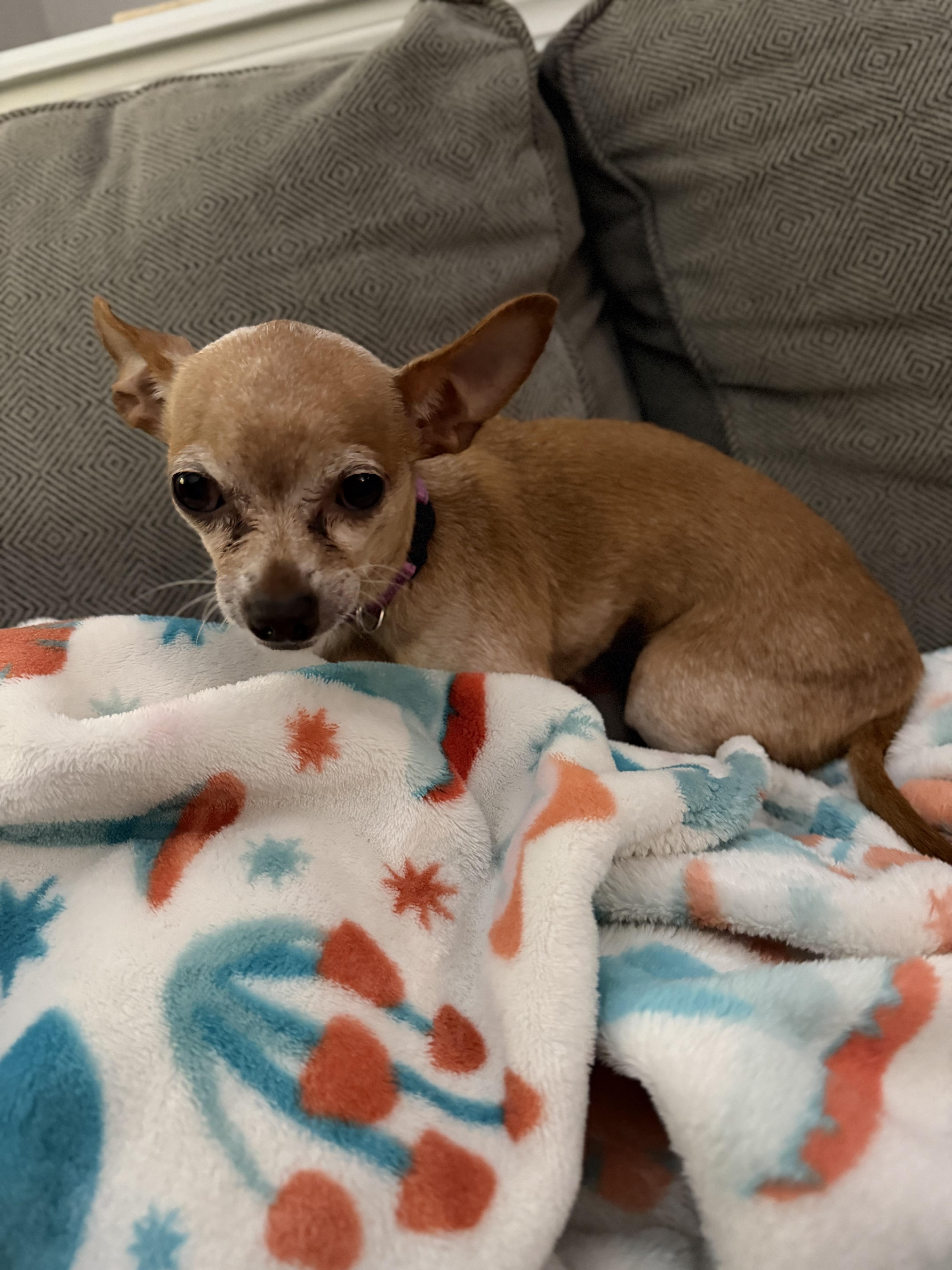 Enlarge Nugget, a Adopted Chihuahua in East Lansing, MI image 3/6