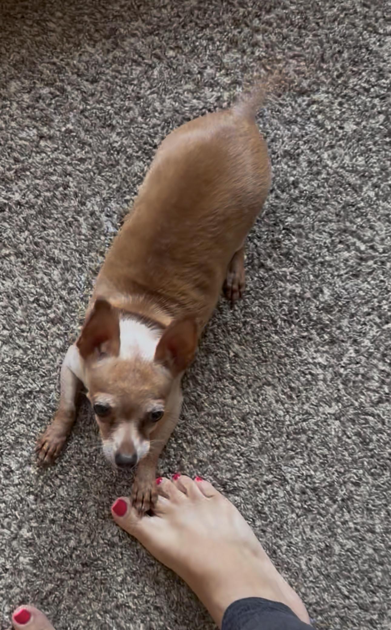 Enlarge Nugget, a Adopted Chihuahua in East Lansing, MI image 4/6