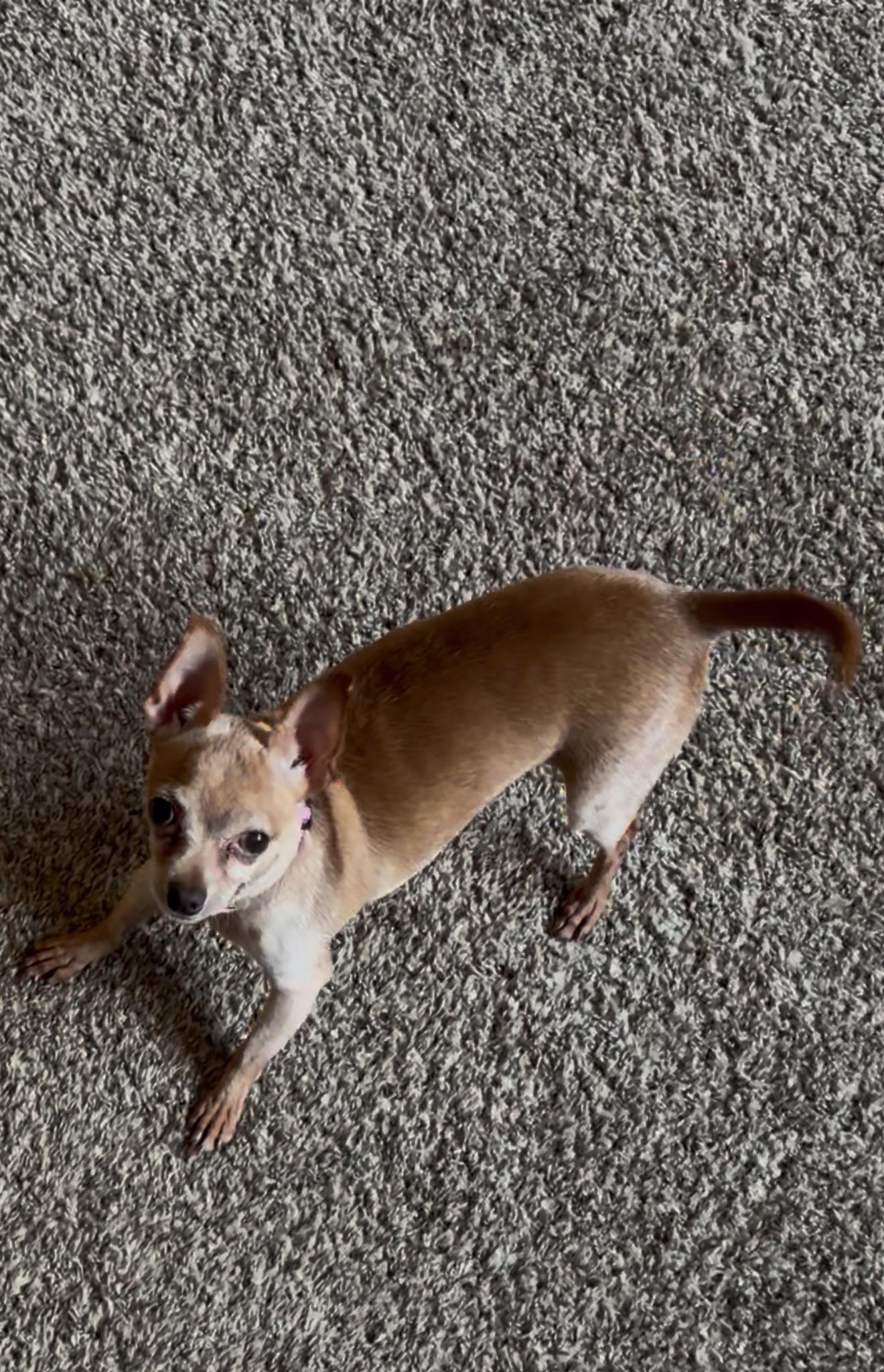 Nugget, Adopted, Senior Female Chihuahua.