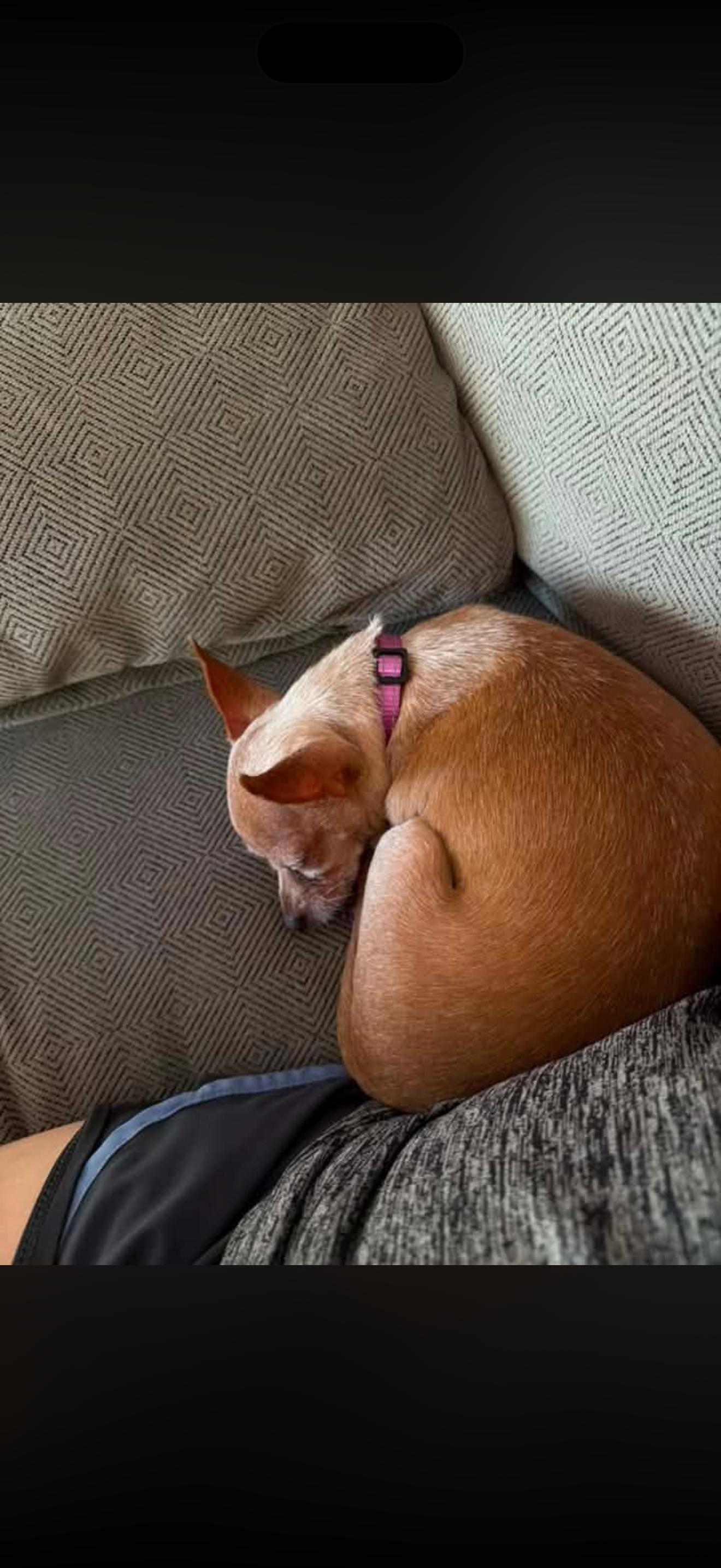 Enlarge Nugget, a Adopted Chihuahua in East Lansing, MI image 6/6