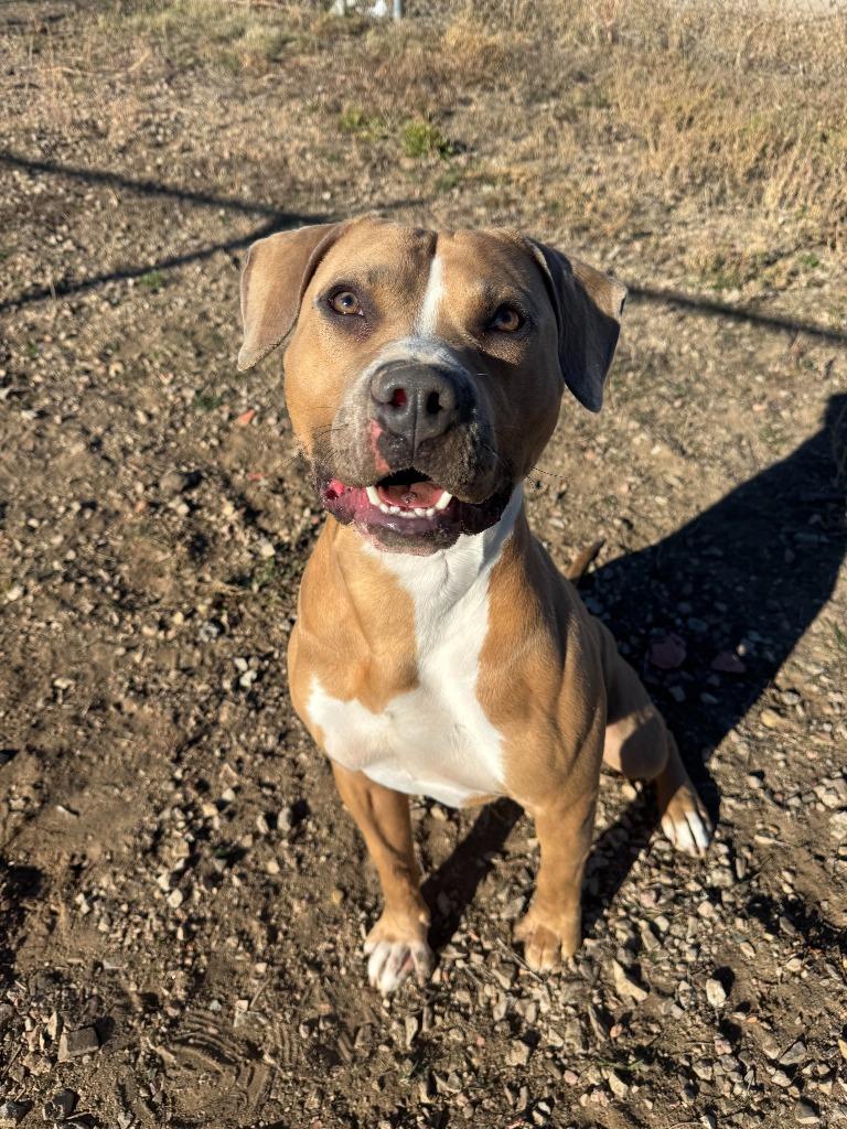 Enlarge Oden, a Adoptable mixed breed in Gillette, WY image 1/1