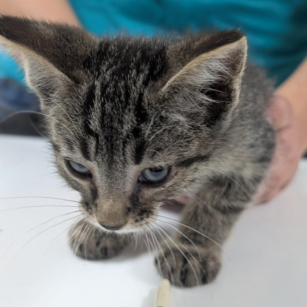 Sneezy, a Adoptable Domestic Short Hair in St. Peters, MO image 3/6