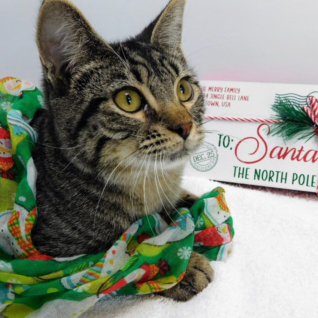 Sneezy, a Adoptable Domestic Short Hair in St. Peters, MO image 5/6