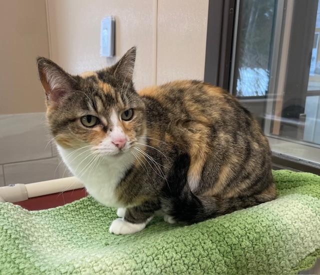 Zoe, ADOPTABLE, Adult Female Domestic Short Hair.