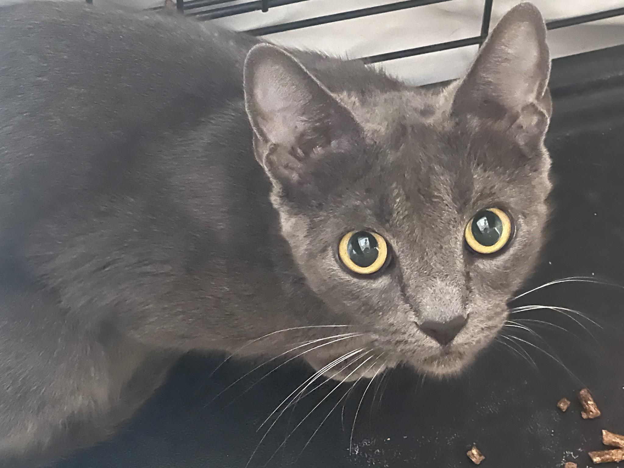 Enlarge Cleo (F), a Adopted American Shorthair in Los Angeles, CA image 1/3