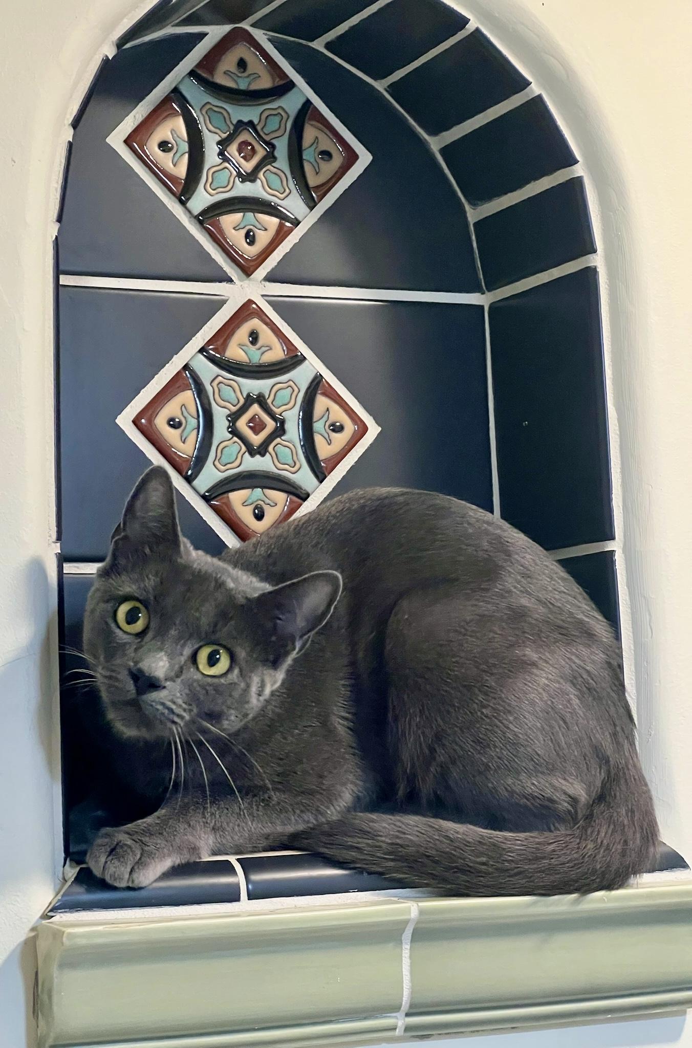 Enlarge Cleo (F), a Adopted American Shorthair in Los Angeles, CA image 2/3