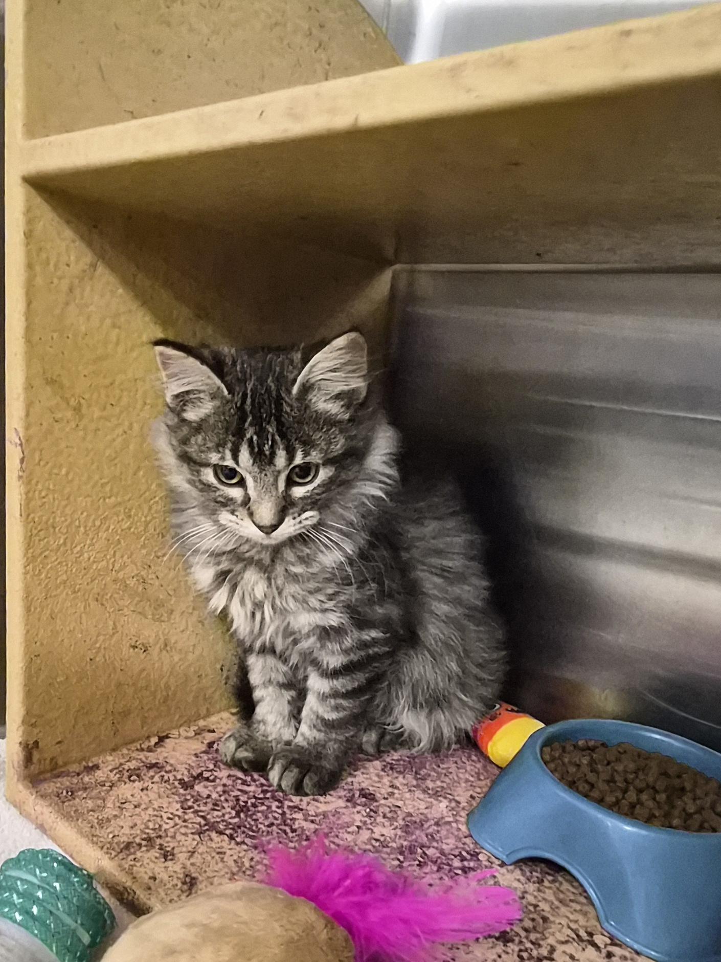 Bessie, adopted, Kitten Female Domestic Medium Hair.