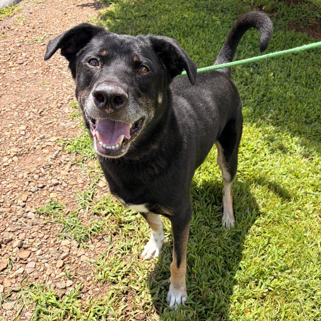 Diesel, Adoptable, Adult Male German Shepherd Dog.
