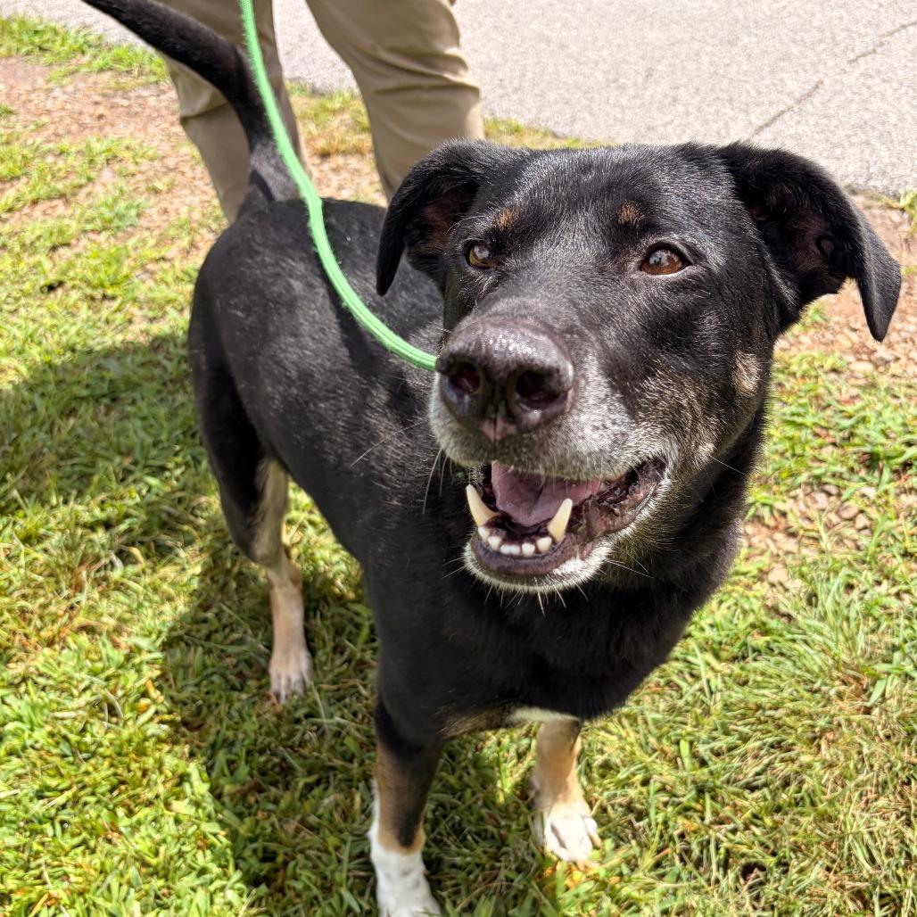 Enlarge Diesel, a Adoptable German Shepherd Dog in Franklin, NC image 2/4