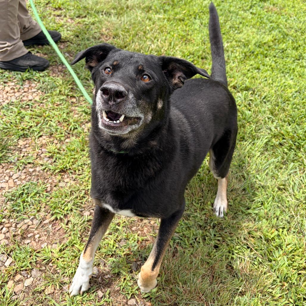 Enlarge Diesel, a Adoptable German Shepherd Dog in Franklin, NC image 3/4