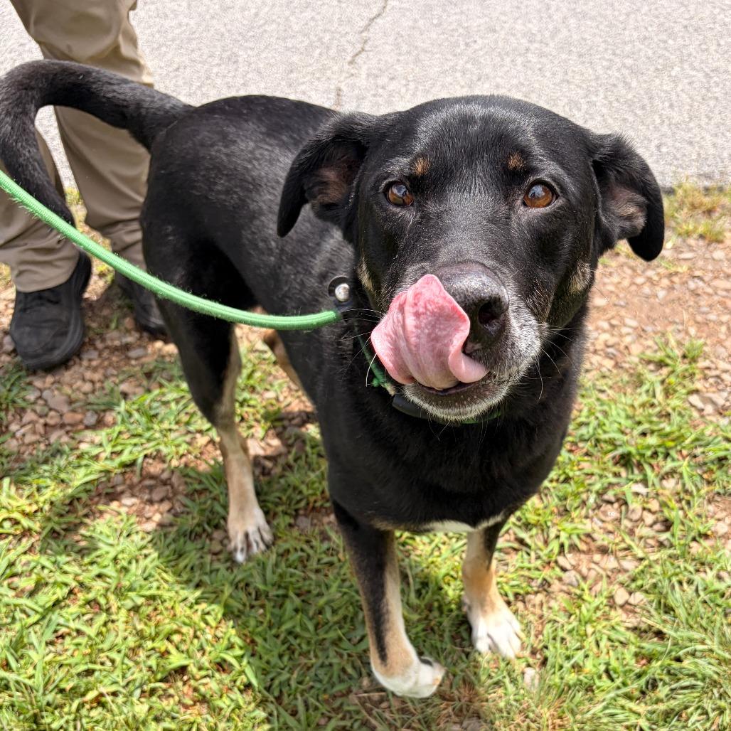 Enlarge Diesel, a Adoptable German Shepherd Dog in Franklin, NC image 4/4