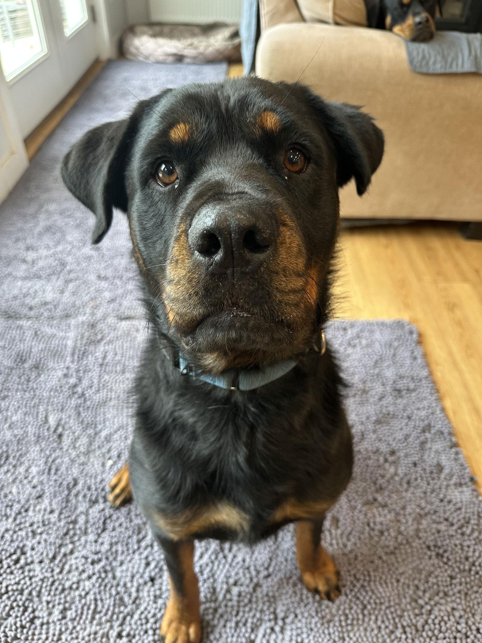 Nanny, Adoptable, Adult Female Rottweiler.