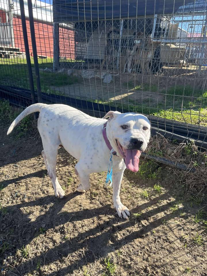 Sasha, ADOPTABLE, Senior Female Mixed Breed.