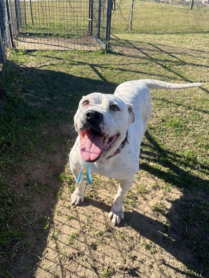 Enlarge Sasha, a ADOPTABLE Mixed Breed in Mullins, SC image 2/6