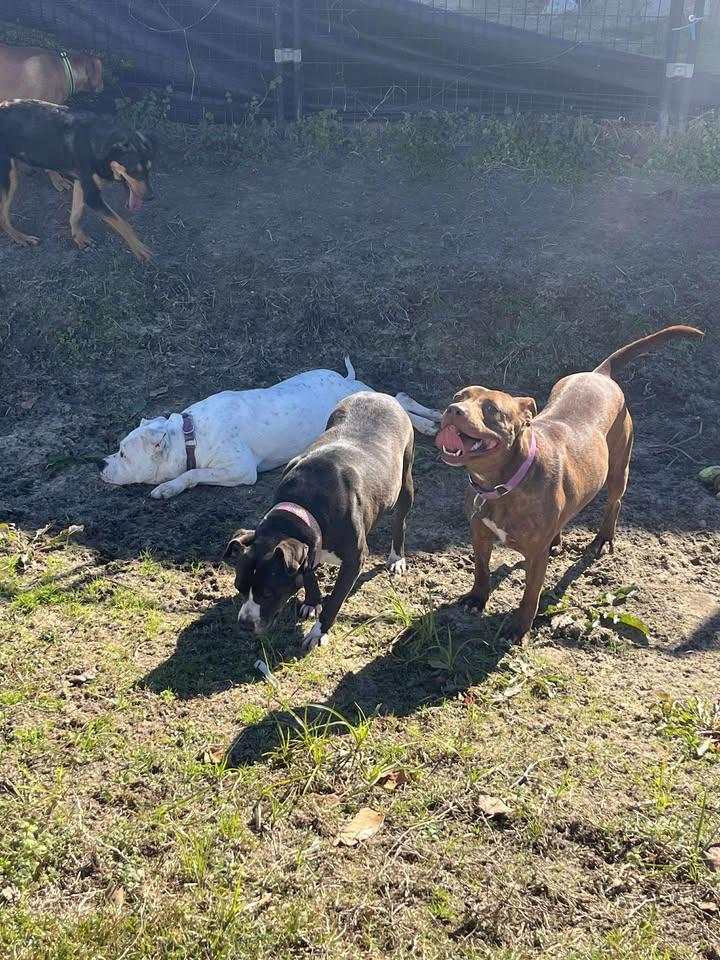 Enlarge Sasha, a ADOPTABLE Mixed Breed in Mullins, SC image 3/6