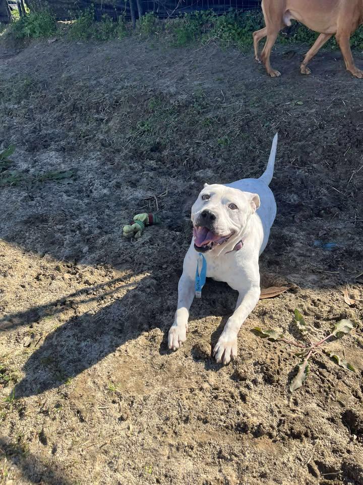 Enlarge Sasha, a ADOPTABLE Mixed Breed in Mullins, SC image 4/6