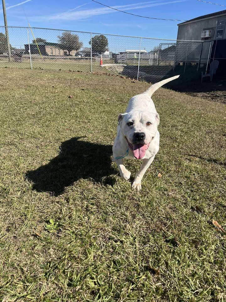 Enlarge Sasha, a ADOPTABLE Mixed Breed in Mullins, SC image 5/6