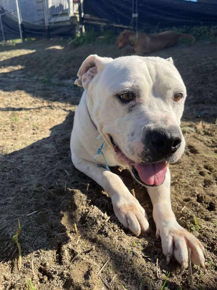 Enlarge Sasha, a ADOPTABLE Mixed Breed in Mullins, SC image 6/6