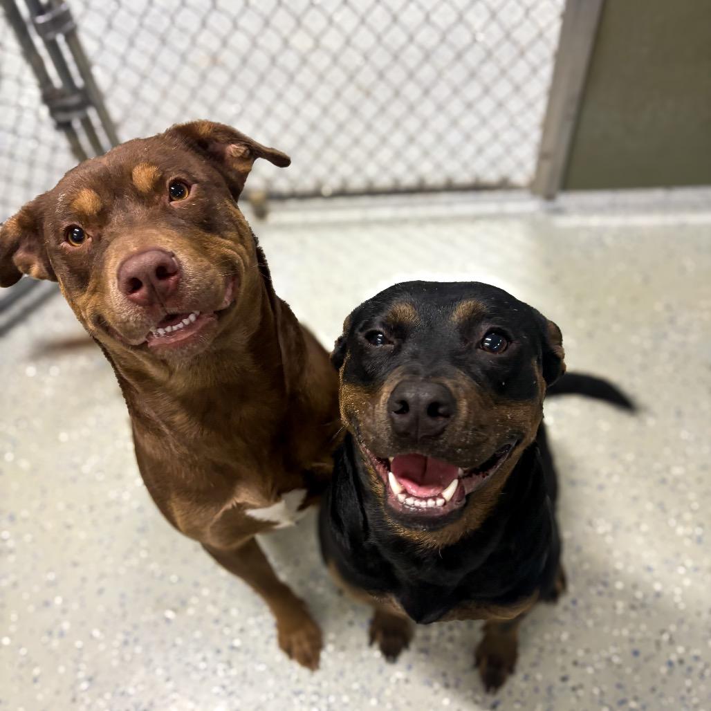 Raya, Adoptable, Adult Female Pit Bull Terrier.