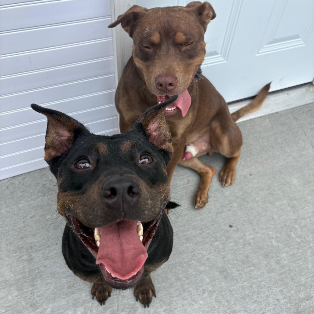 Enlarge Raya, a Adoptable Pit Bull Terrier in Marion, VA image 2/5