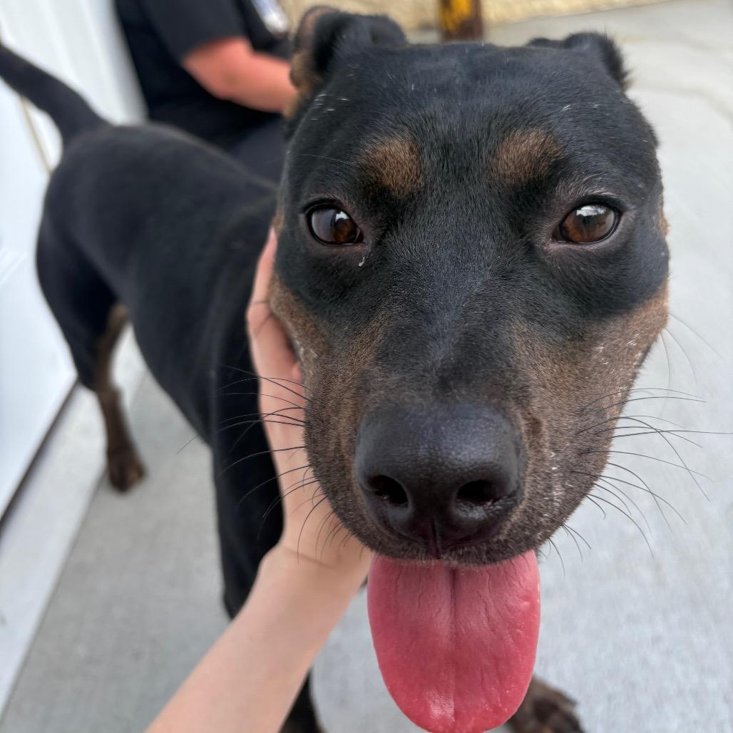 Enlarge Raya, a Adoptable Pit Bull Terrier in Marion, VA image 3/5