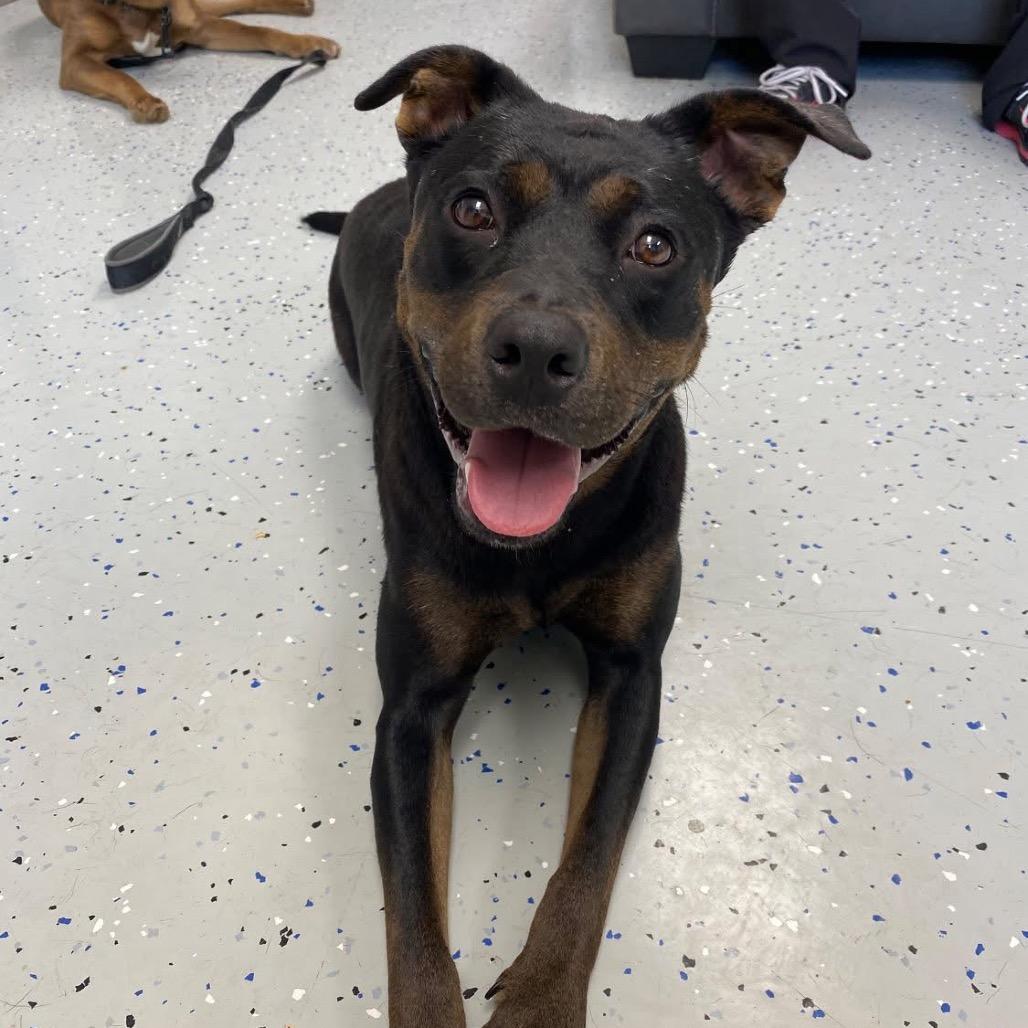 Enlarge Raya, a Adoptable Pit Bull Terrier in Marion, VA image 4/5