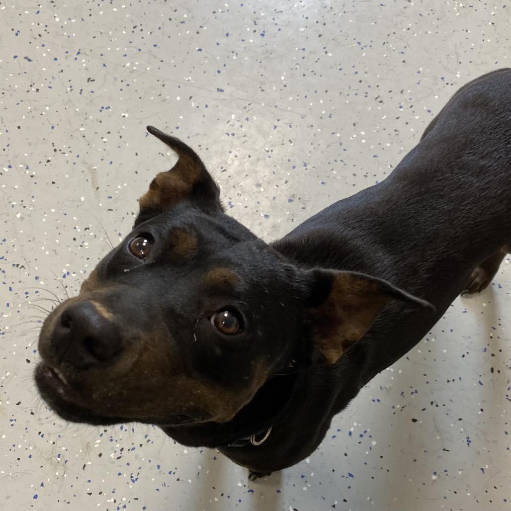 Enlarge Raya, a Adoptable Pit Bull Terrier in Marion, VA image 5/5