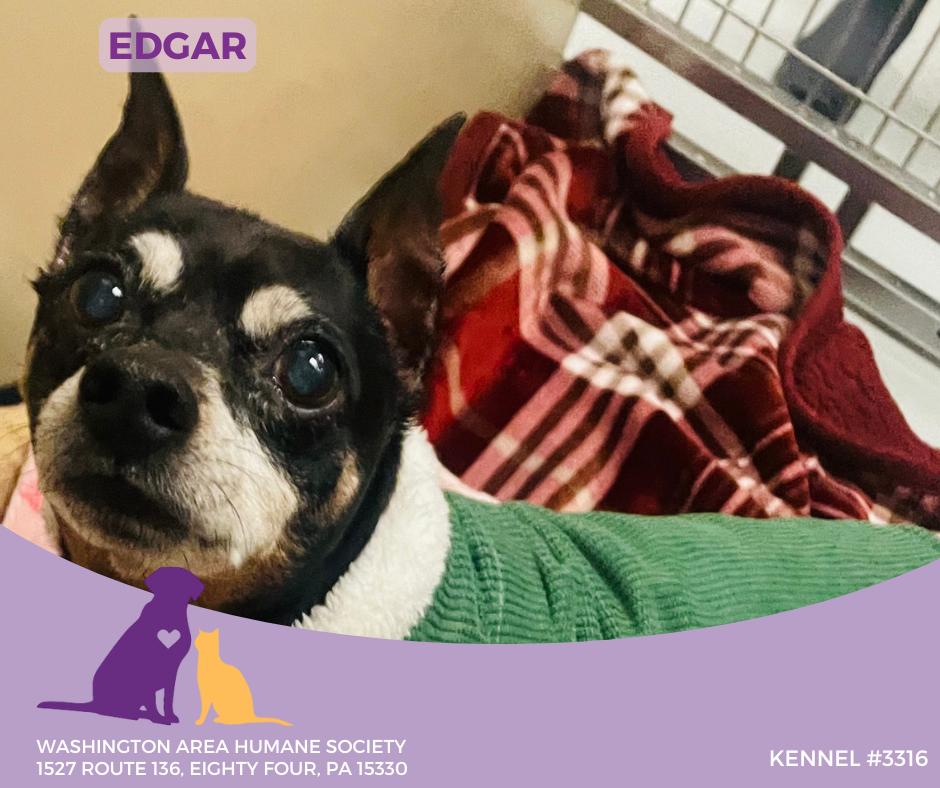 Enlarge Edgar, a Adoptable Miniature Pinscher in Eighty Four, PA image 1/1