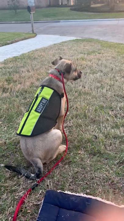 Enlarge Knox, a Adoptable mixed breed in Houston, TX video 2/6