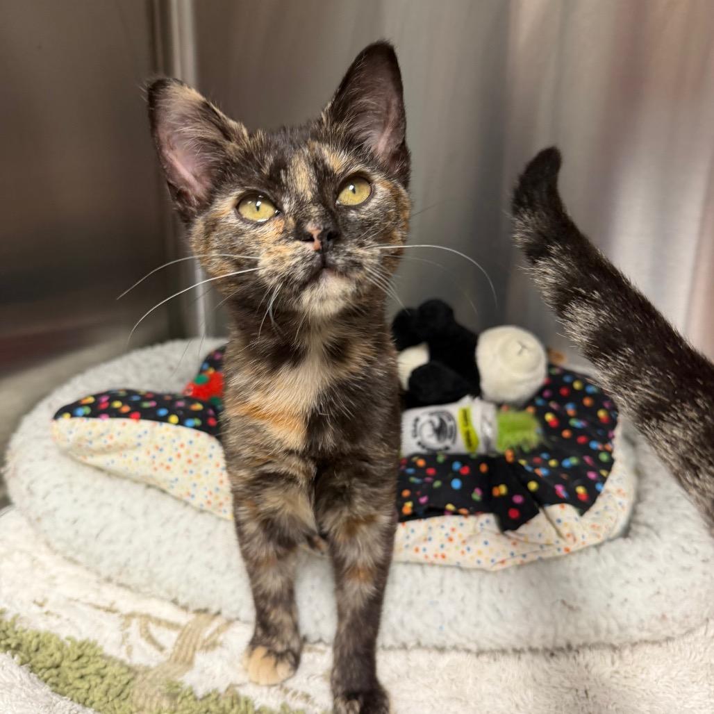 Enlarge Marci, a Adoptable mixed breed in Waynesville, NC image 2/3