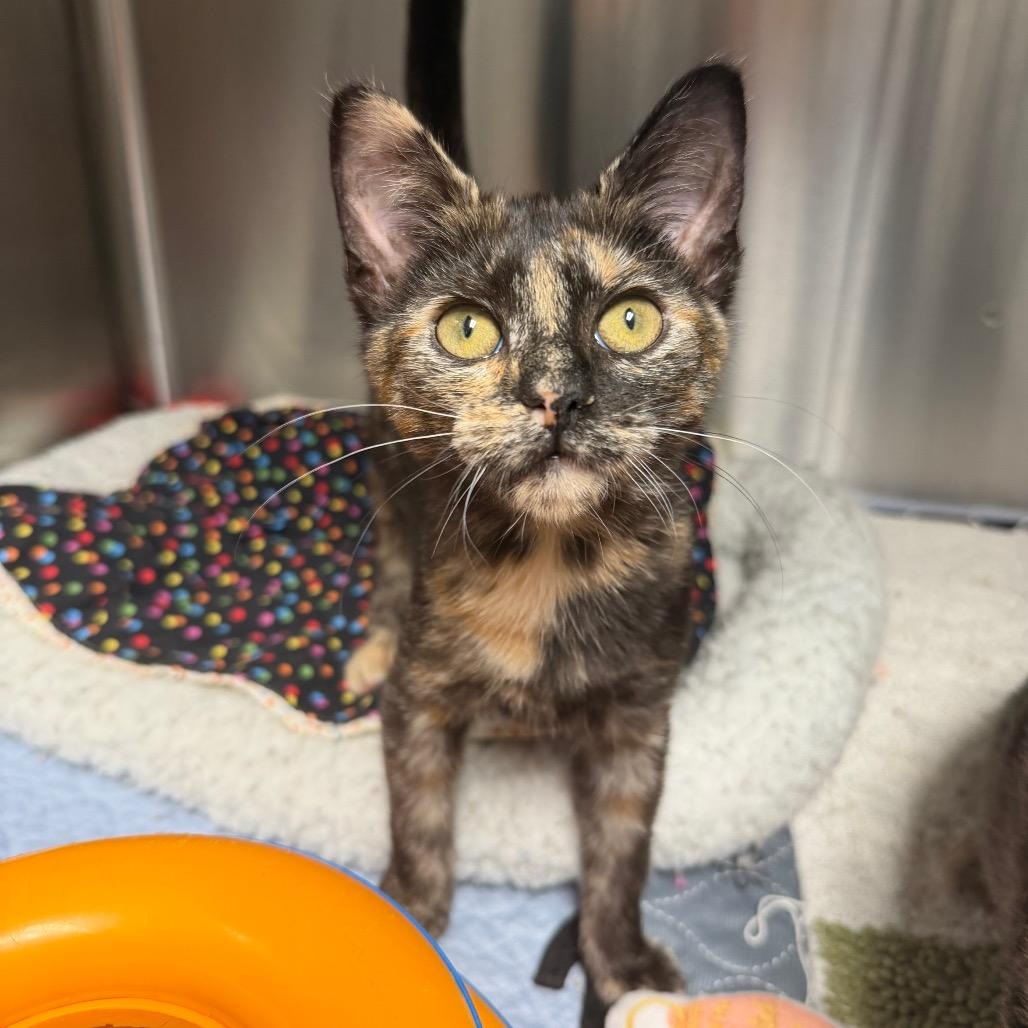 Enlarge Marci, a Adoptable mixed breed in Waynesville, NC image 3/3