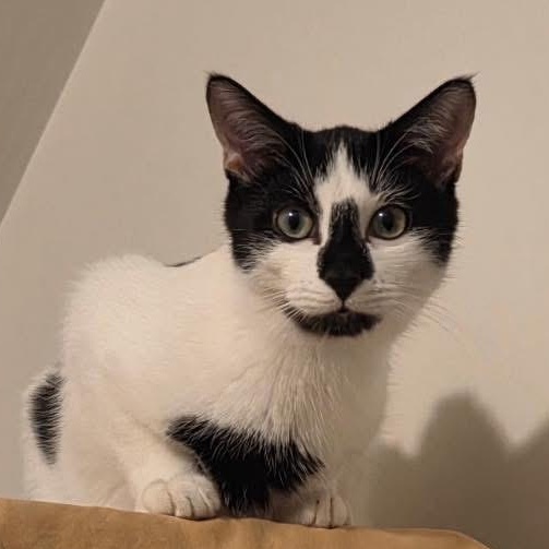 Enlarge Seneca, a ADOPTABLE American Shorthair in Hamburg, NY image 2/2