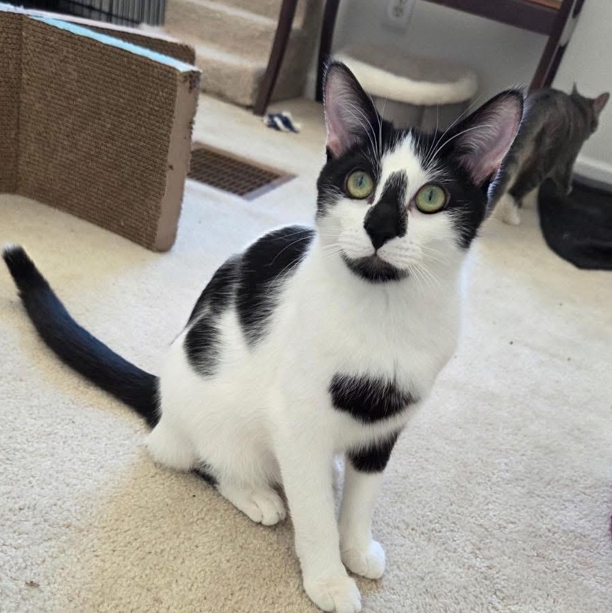 Enlarge Seneca, a ADOPTABLE American Shorthair in Hamburg, NY image 1/2