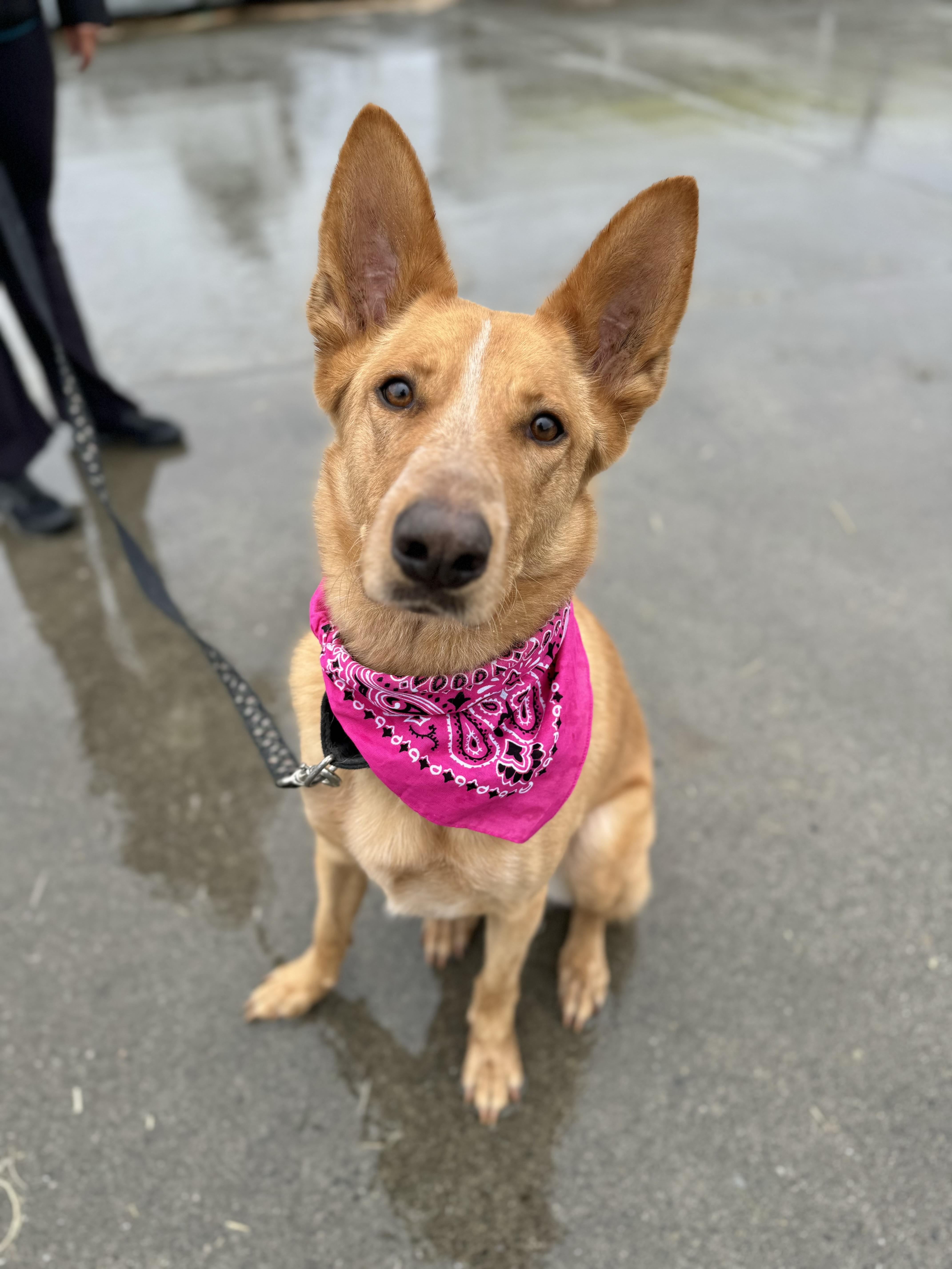 Dezi, Adoptable, Adult Female Shepherd & Australian Cattle Dog / Blue Heeler.