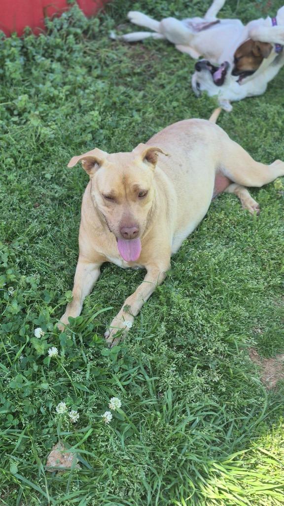 Valerie, a Adoptable mixed breed in Fond Du Lac, WI image 2/6