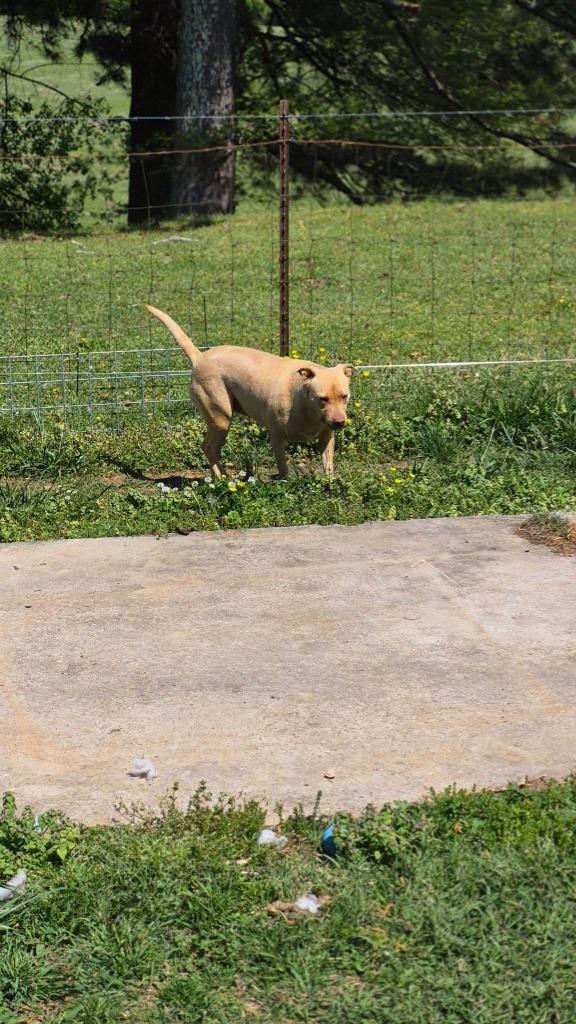 Valerie, a Adoptable mixed breed in Fond Du Lac, WI image 3/6